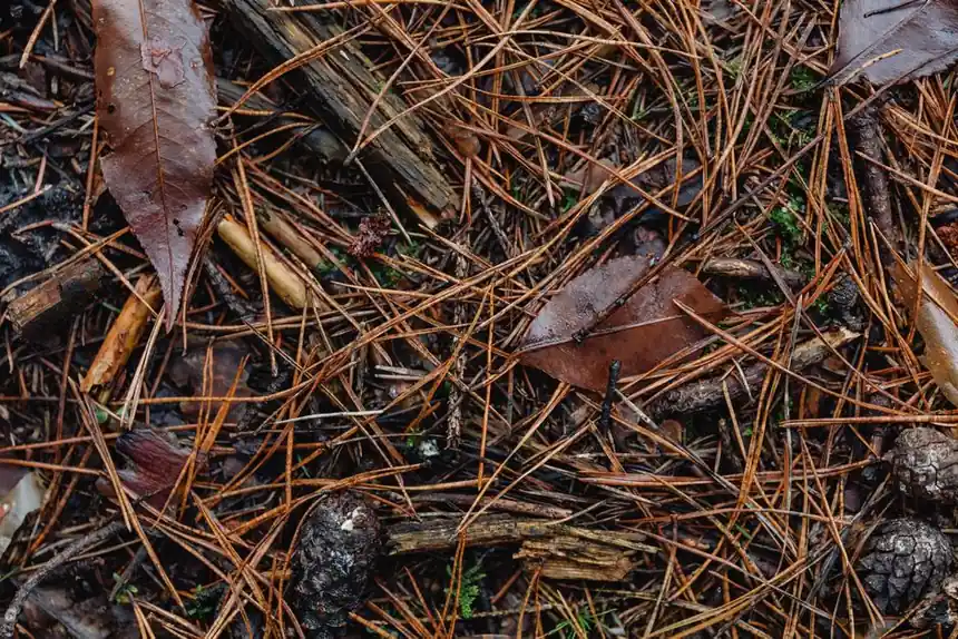 Close-up of a forest floor covered in brown leaves, wet pine needles, and cones.
